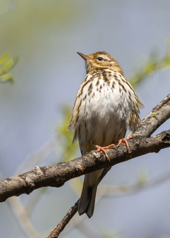 枝头小鸟 斑点羽翼轻盈立图片