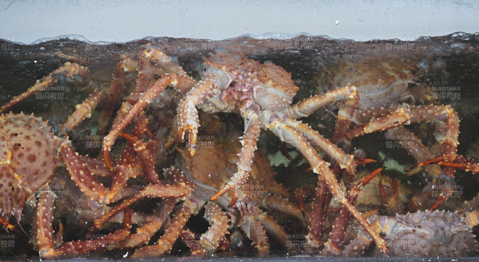 水箱中的帝王蟹群图片