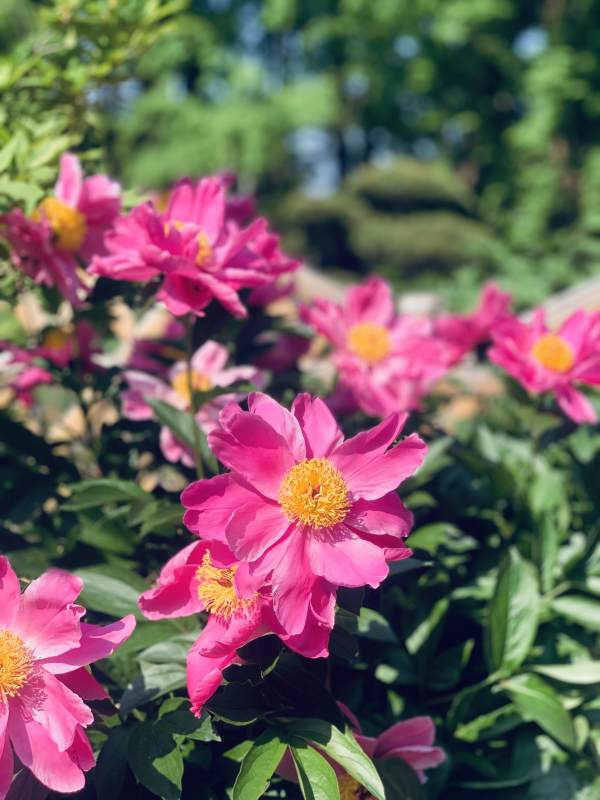 粉芍药盛放 黄蕊映绿叶图片