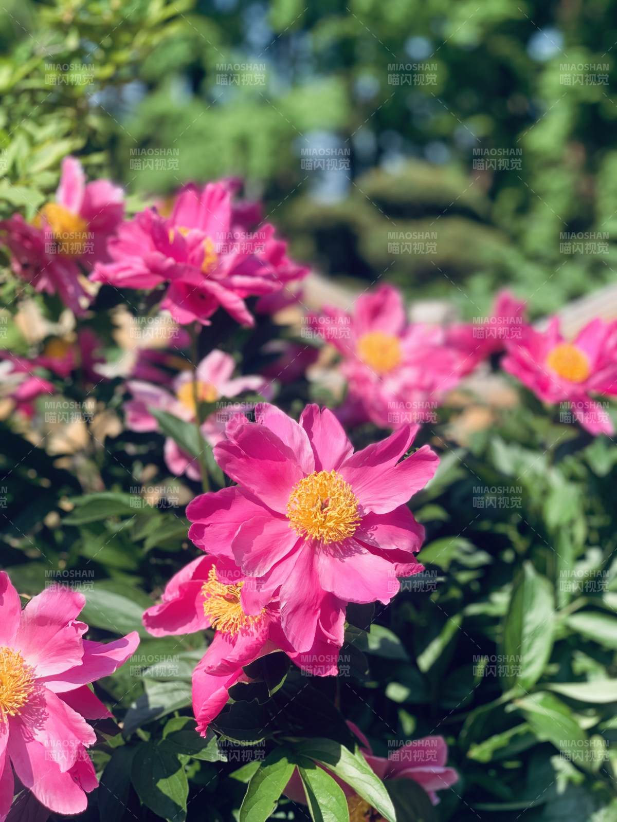 粉芍药盛放 黄蕊映绿叶图片