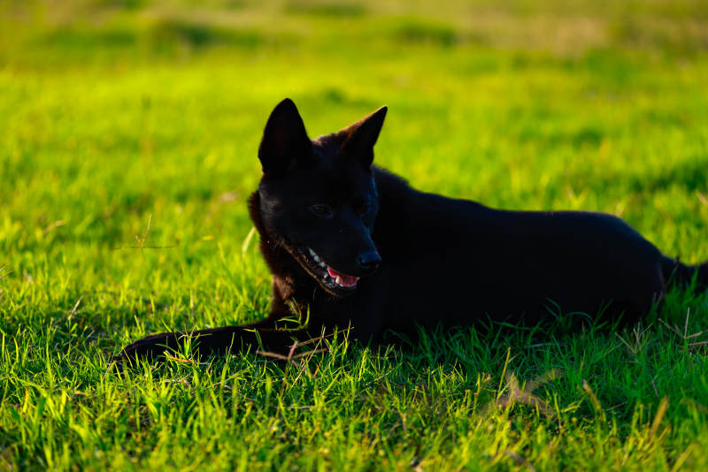 黑犬卧绿茵 阳光洒身暖图片