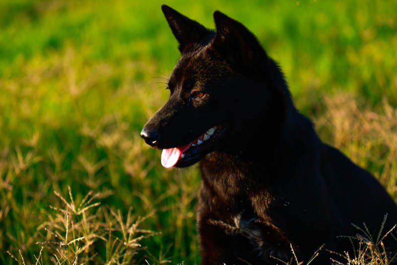黑犬吐舌坐草地图片