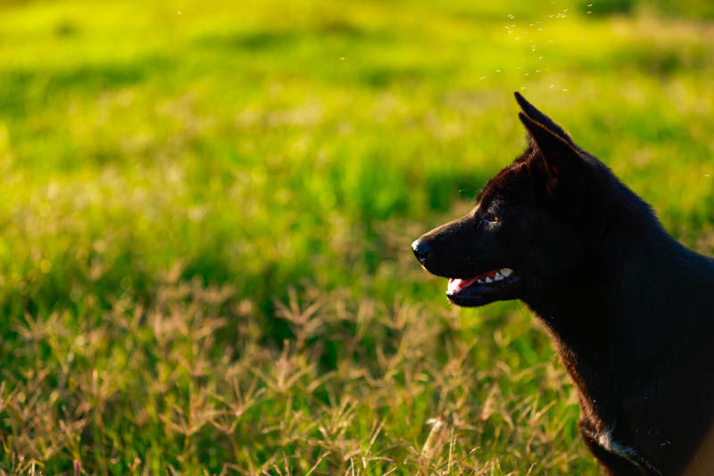 黑犬沐阳 草野欢跃图片