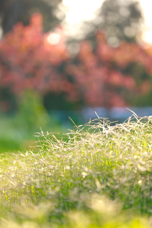 晨光草尖露 秋树朦胧红图片