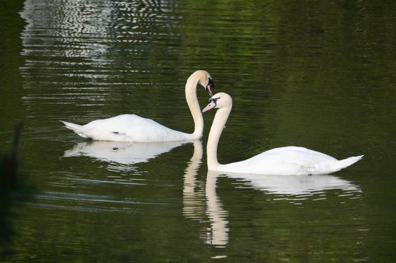 双天鹅戏水 倒影成双图片