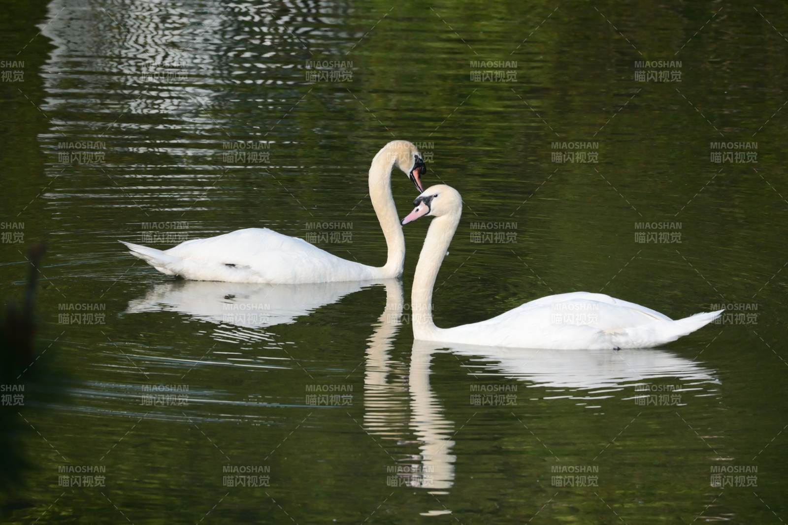 双天鹅戏水 倒影成双图片