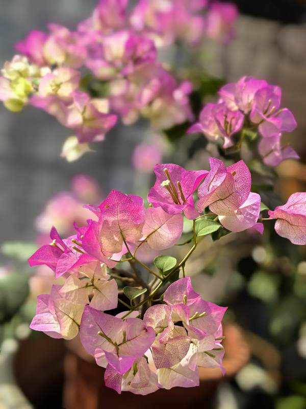 粉紫三角梅 阳光下的温柔绽放图片