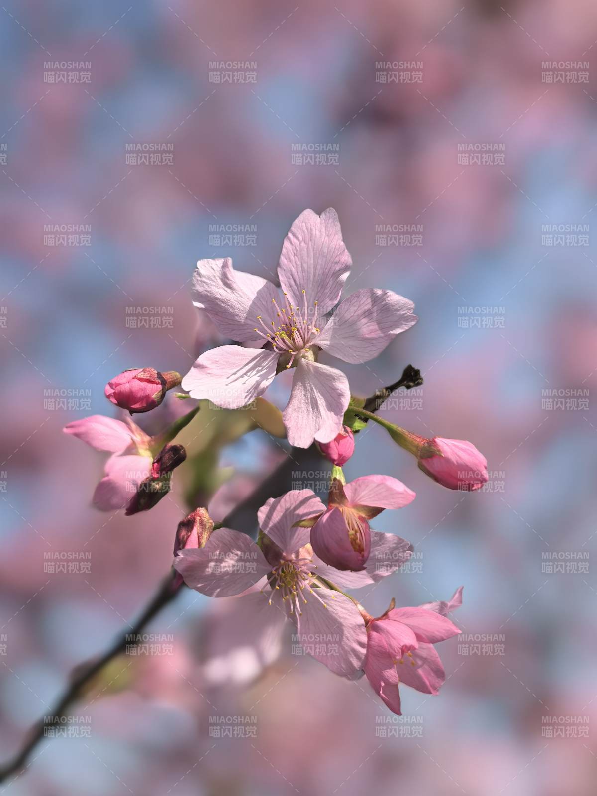 樱花绽放 粉嫩春日景图片