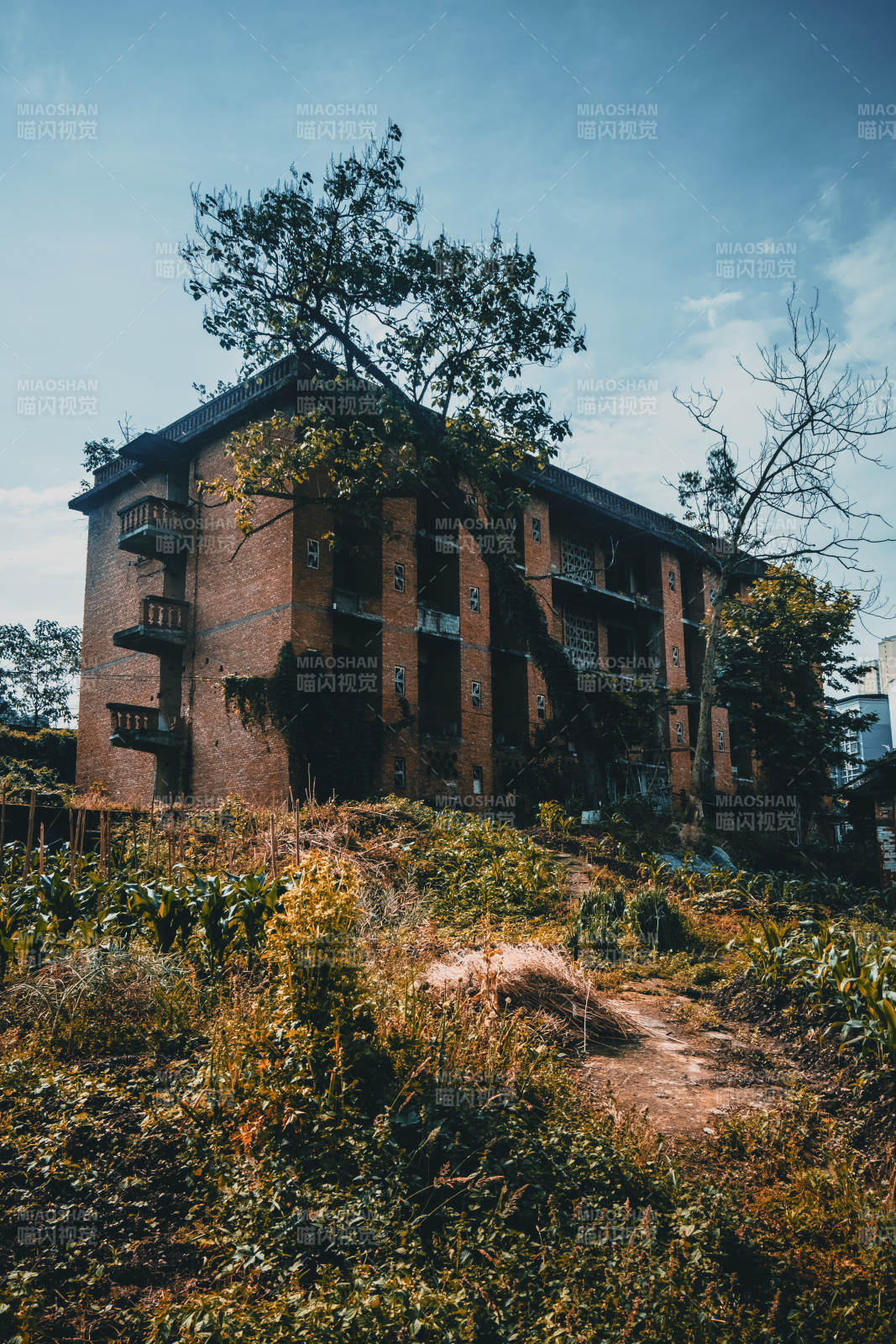 废弃红砖楼 藤蔓缠绕中图片
