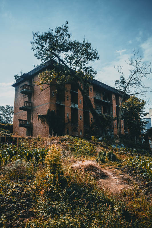 废弃红砖楼 藤蔓缠绕中图片