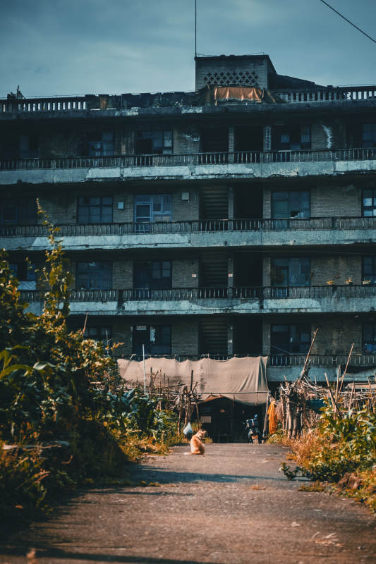 废弃楼前 孤犬守径图片