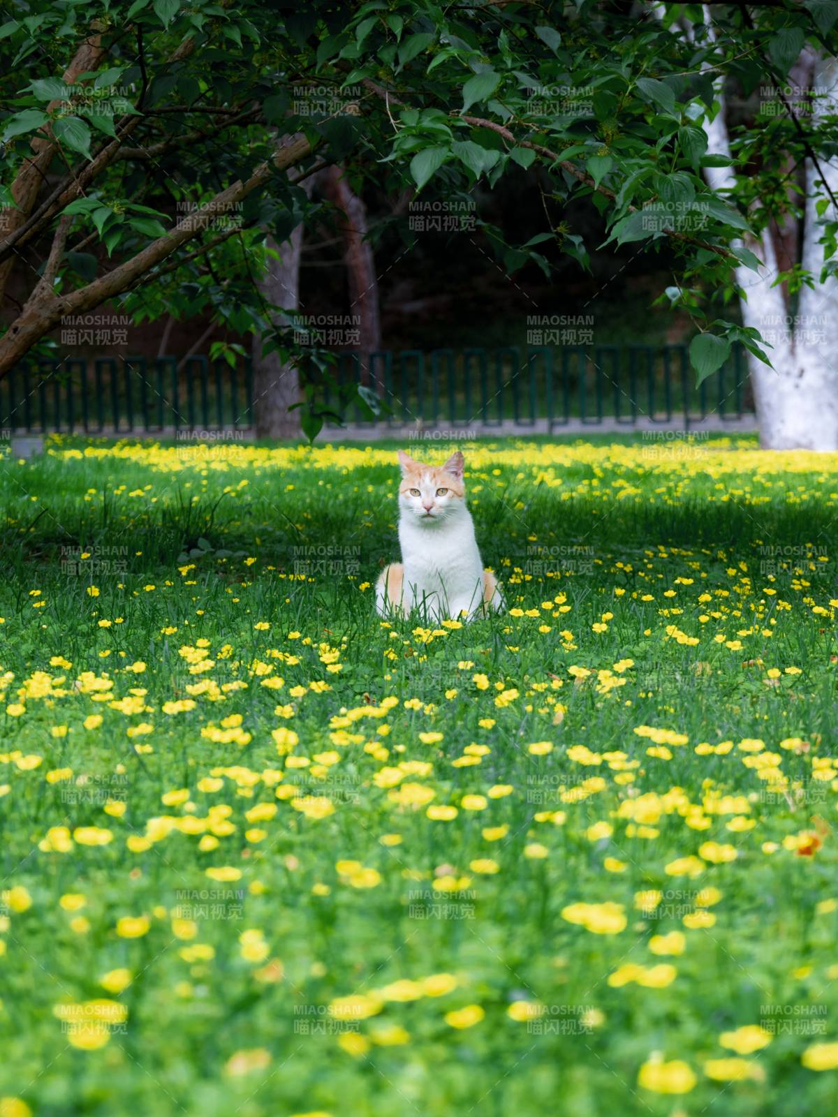 花丛中的橘白猫图片