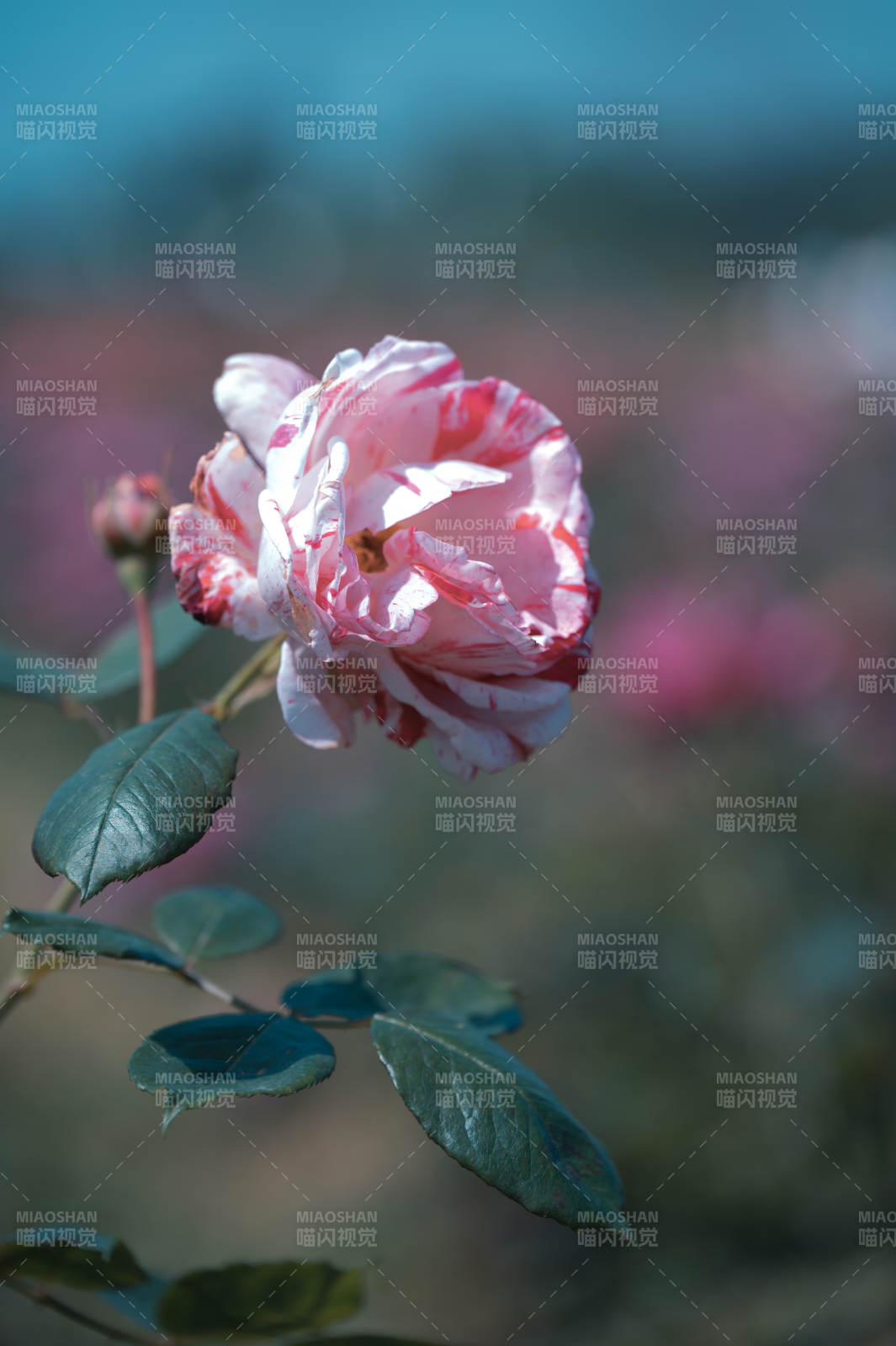 粉白条纹玫瑰 柔美绽放图片