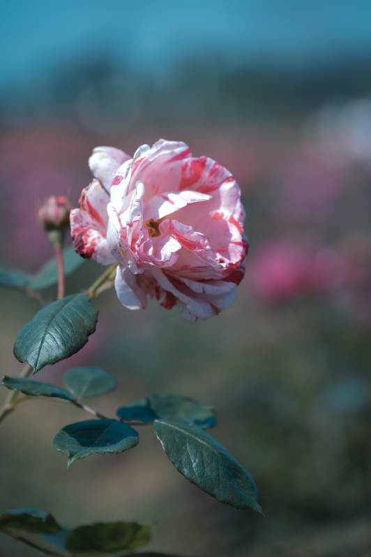 粉白条纹玫瑰 柔美绽放图片