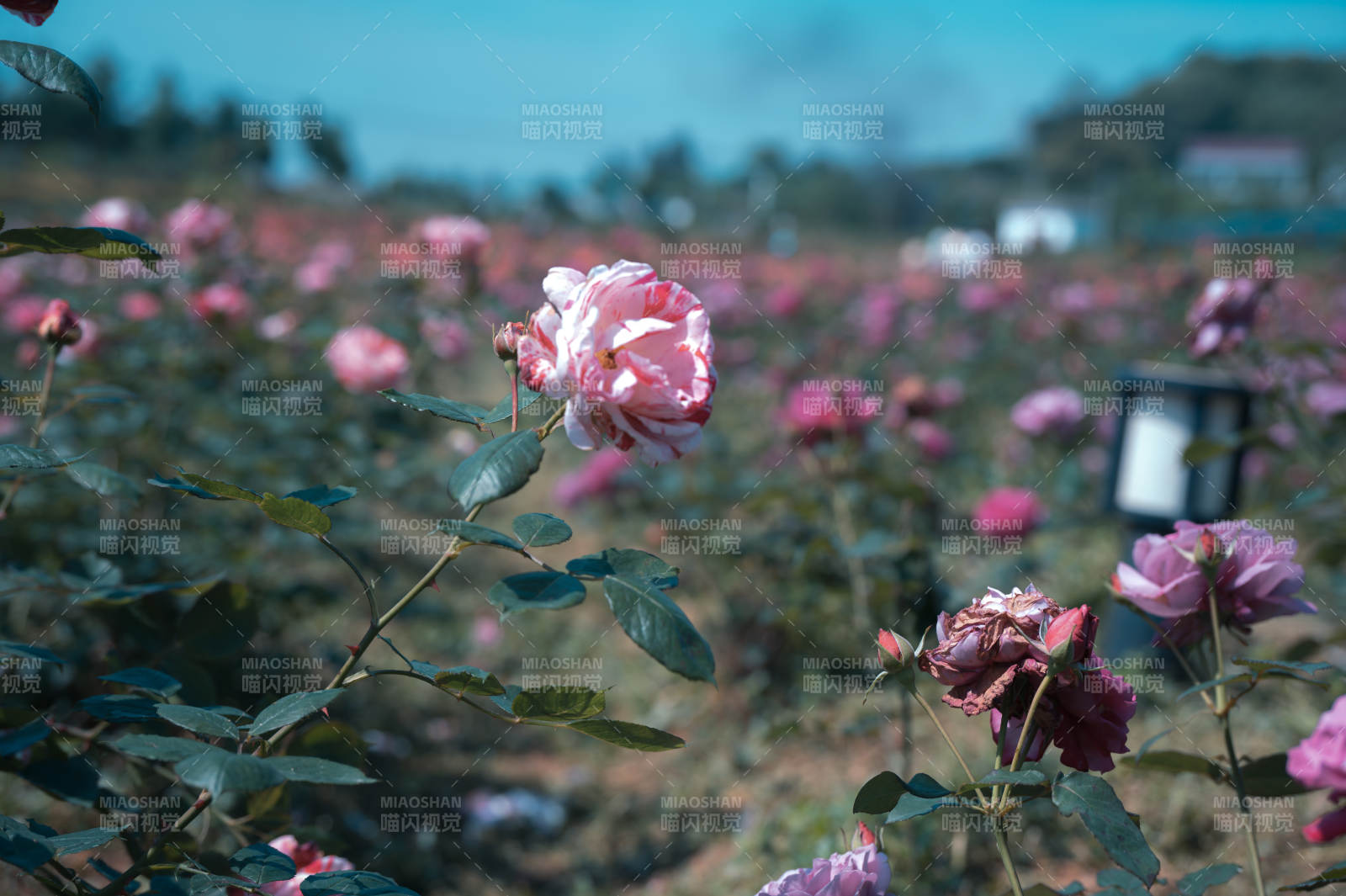 玫瑰花海 粉梦如诗图片