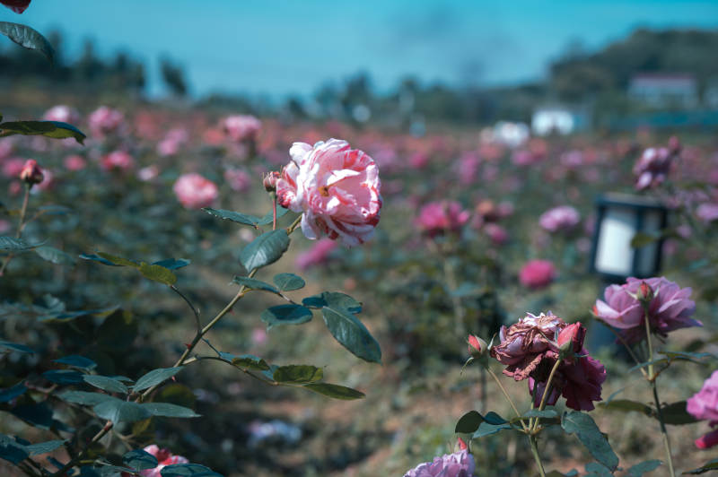 玫瑰花海 粉梦如诗图片