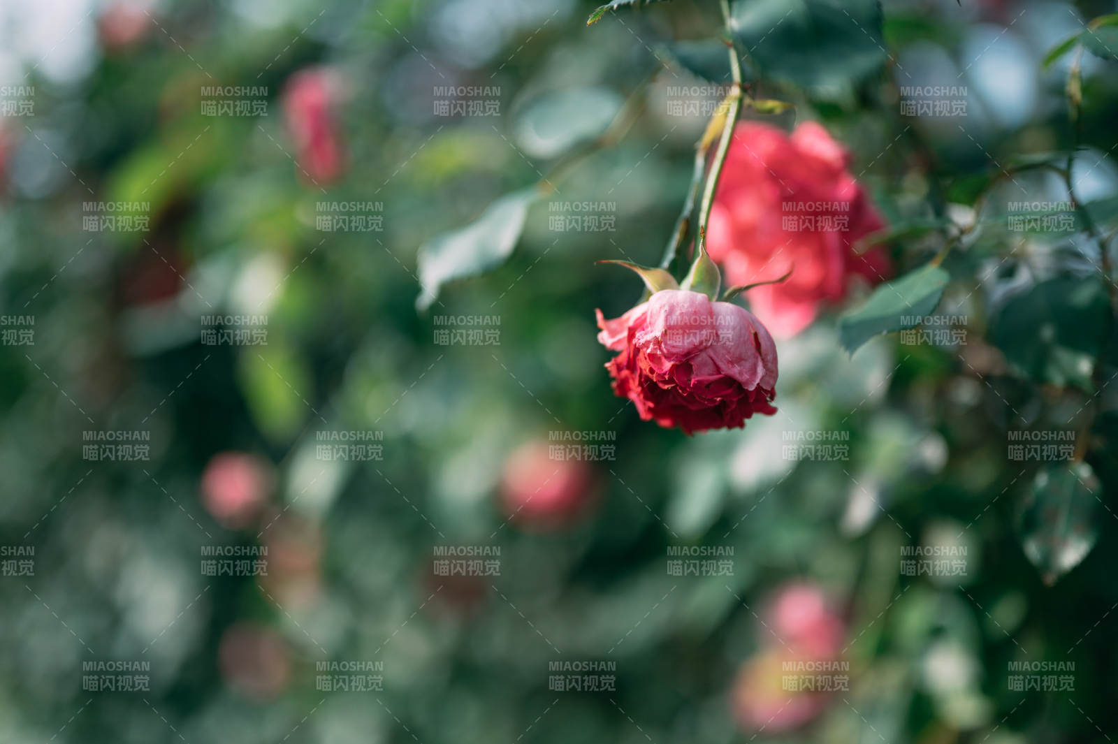 红玫瑰低垂 绿叶朦胧伴图片