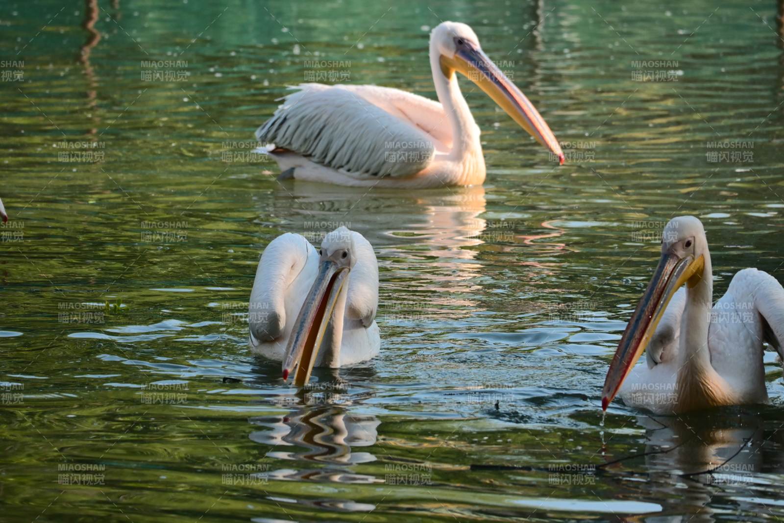 水中三只鹈鹕悠然游弋图片