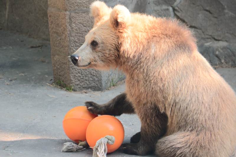 小熊玩橙球 萌态十足图片