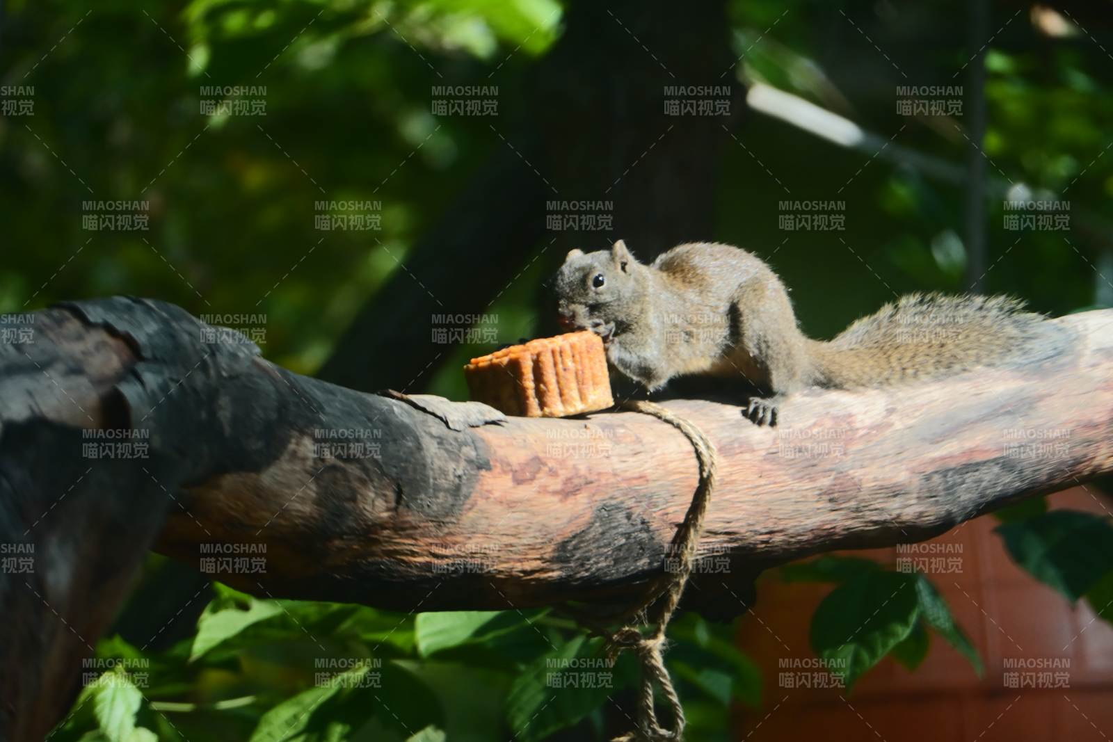 松鼠啃蛋糕 树上享美味图片