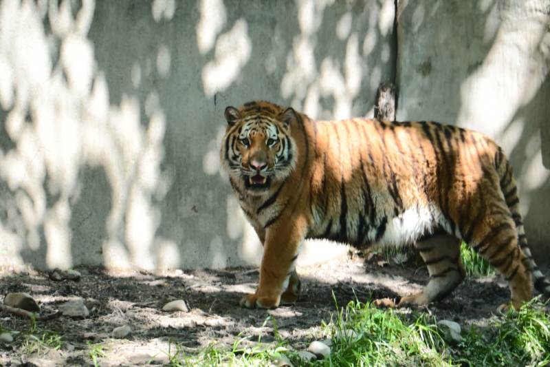 虎步林间 威风凛凛图片