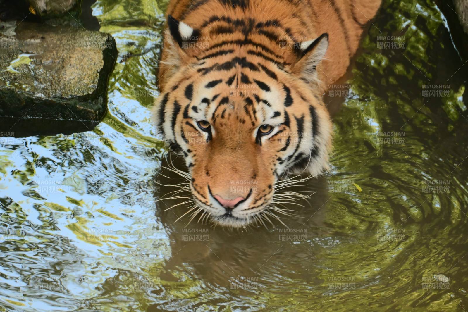 虎戏水 威猛又灵动图片