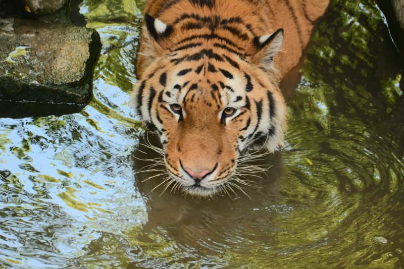 虎戏水 威猛又灵动图片
