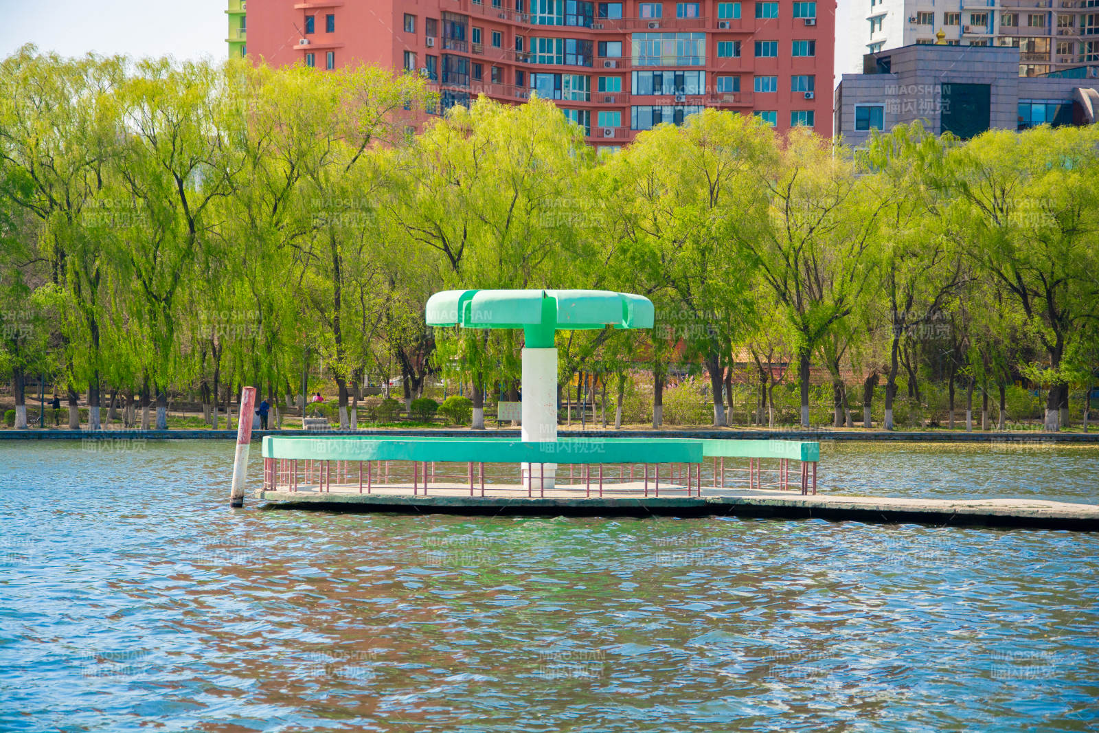 湖心绿亭映春柳图片