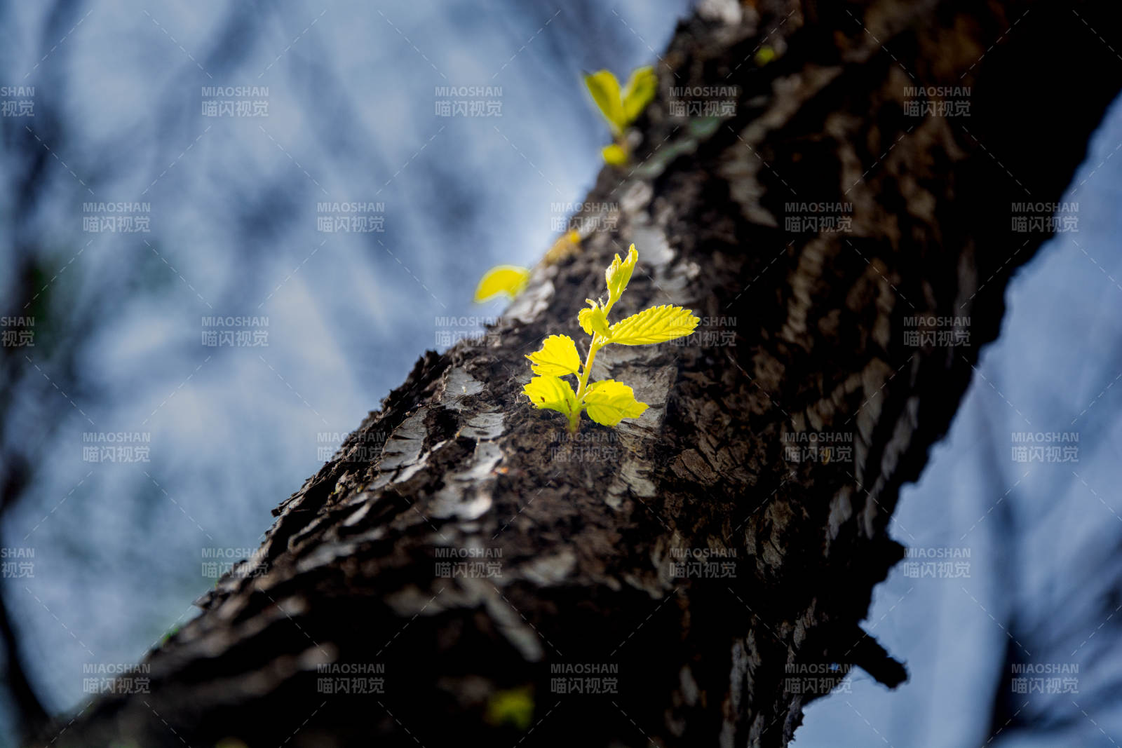 枯木逢春 嫩芽初绽图片