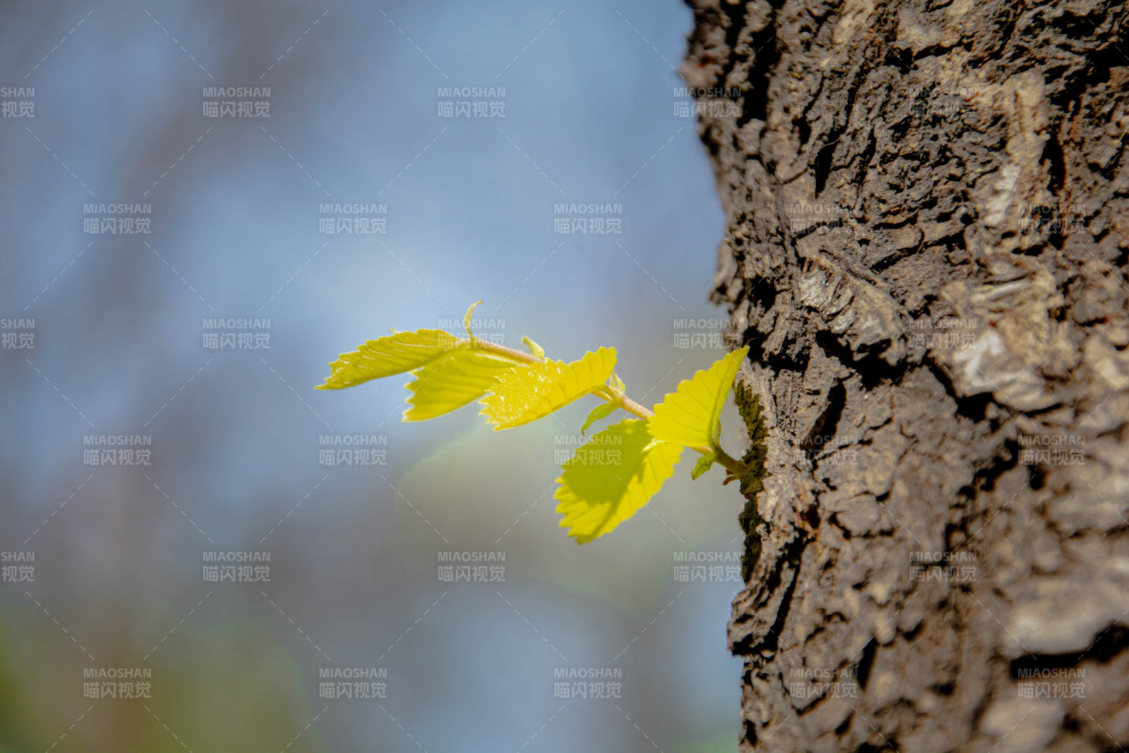 树旁新叶初绽 春意盎然图片