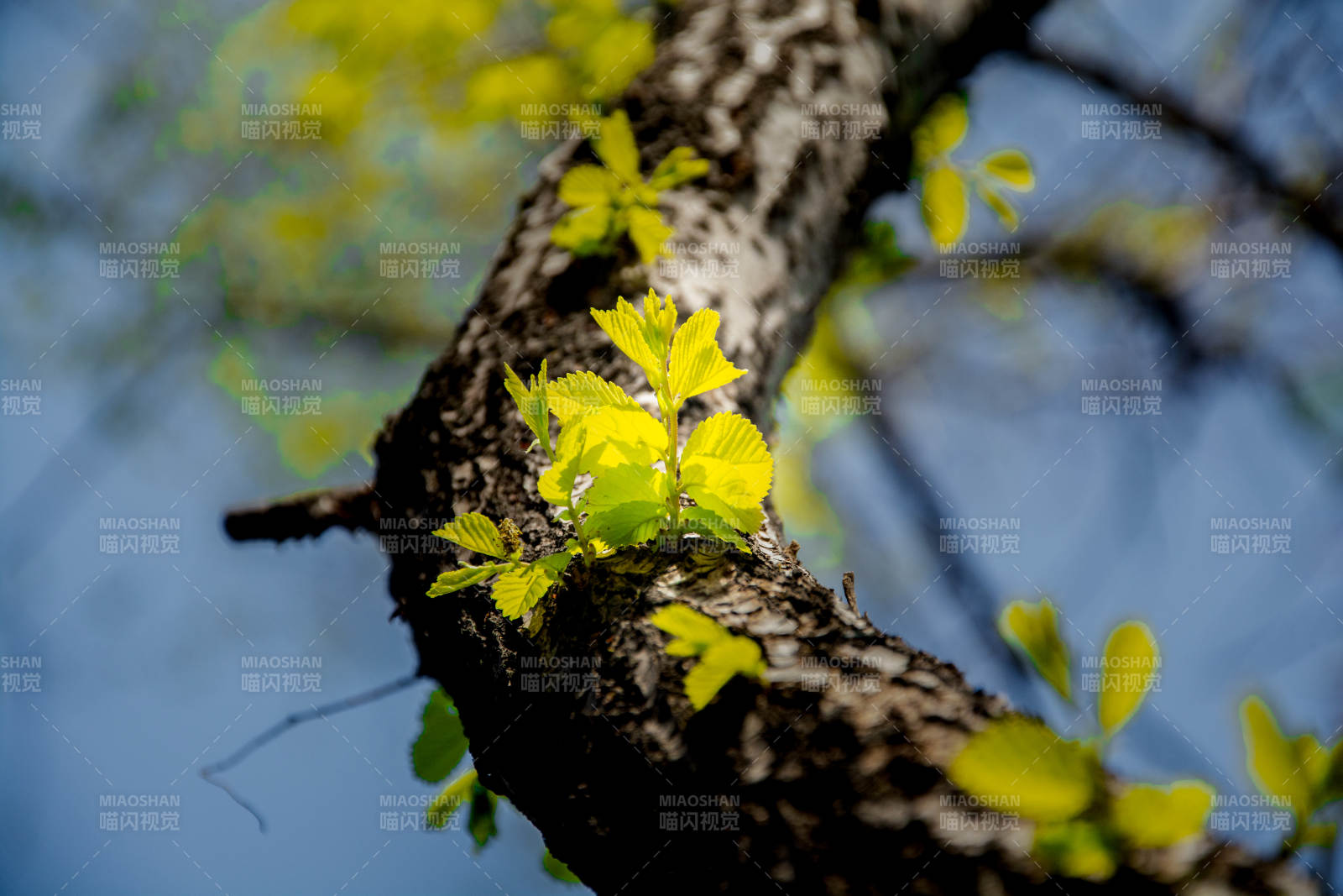 春枝新绿 生机盎然图片