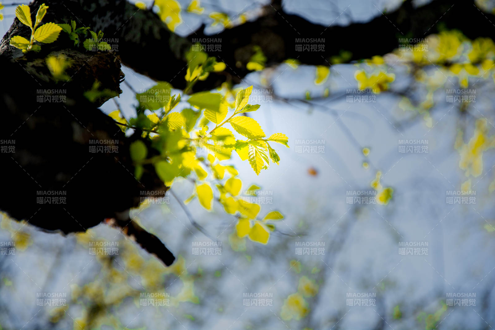 春日新叶映蓝天图片