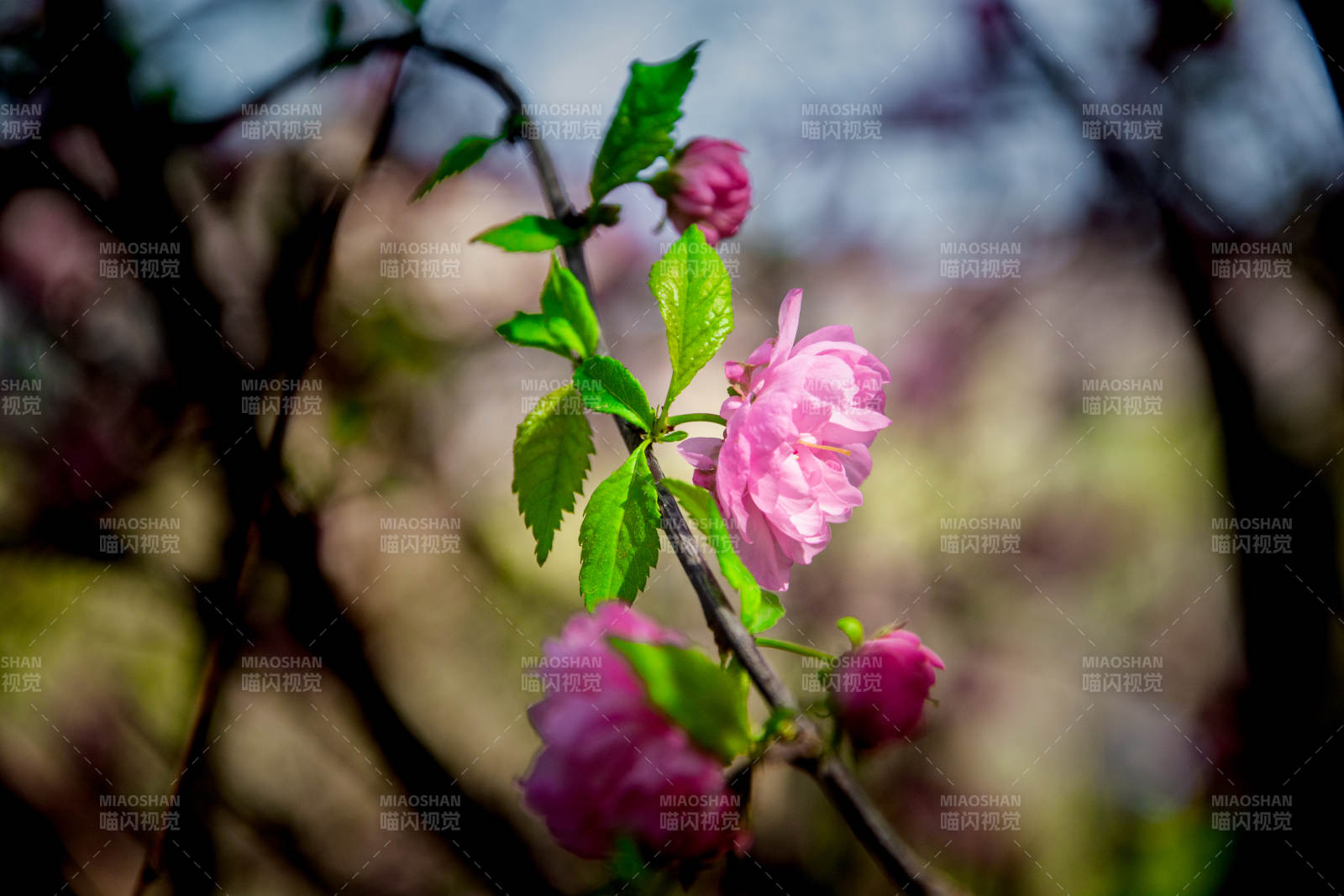 粉樱初绽 春意盎然图片