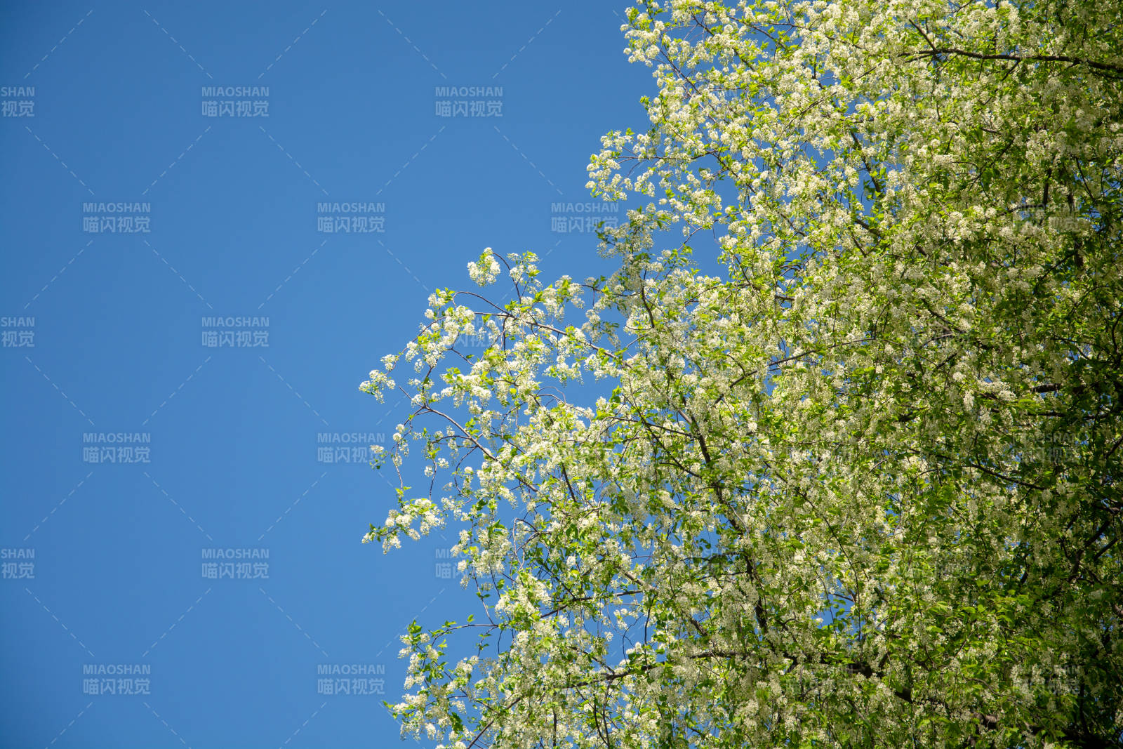 白花满枝映蓝天图片