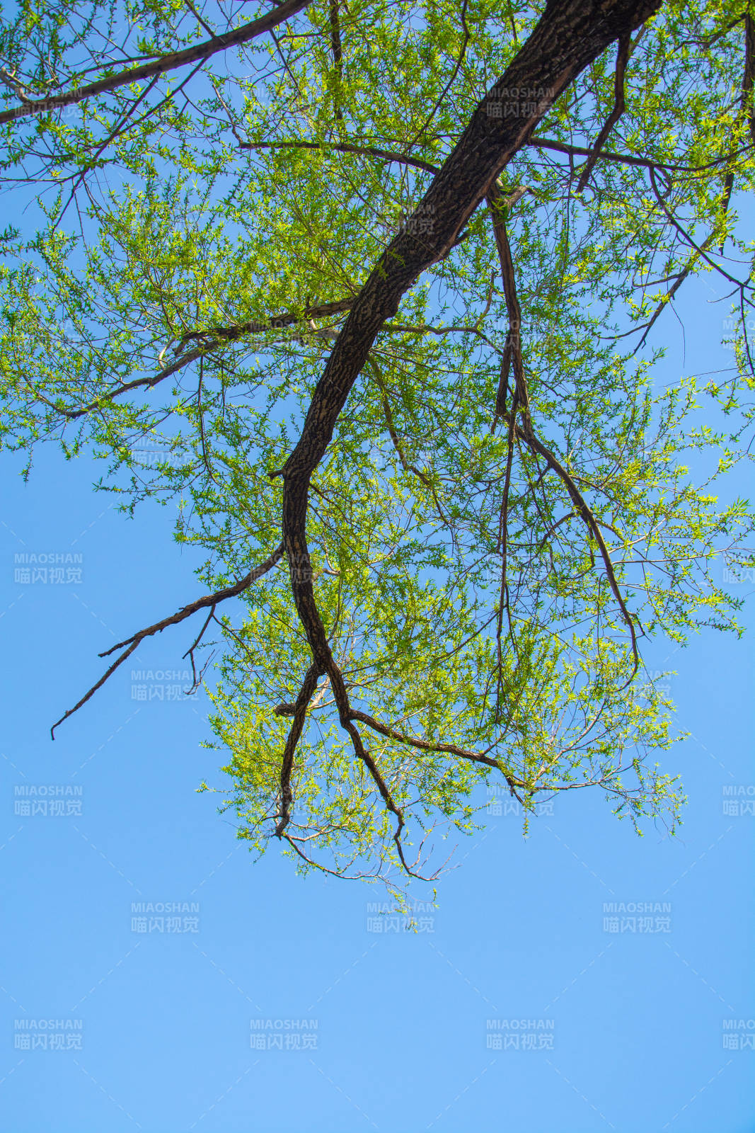 仰望绿树蓝天图片
