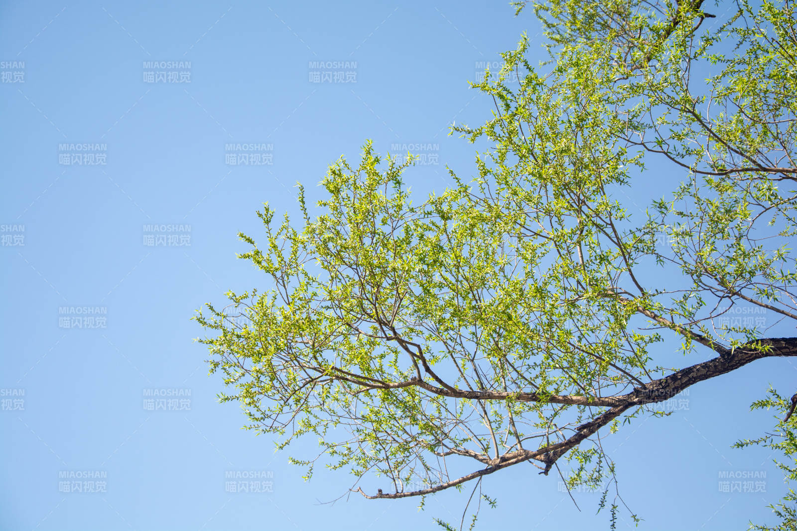 春日新绿映蓝天图片