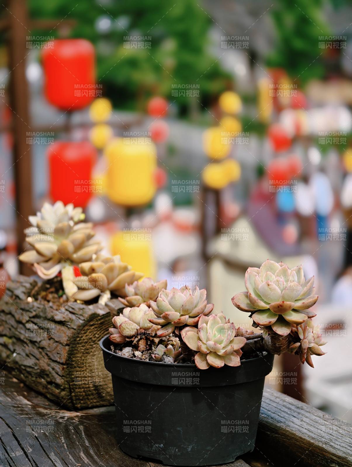 多肉盆栽映灯笼街景图片