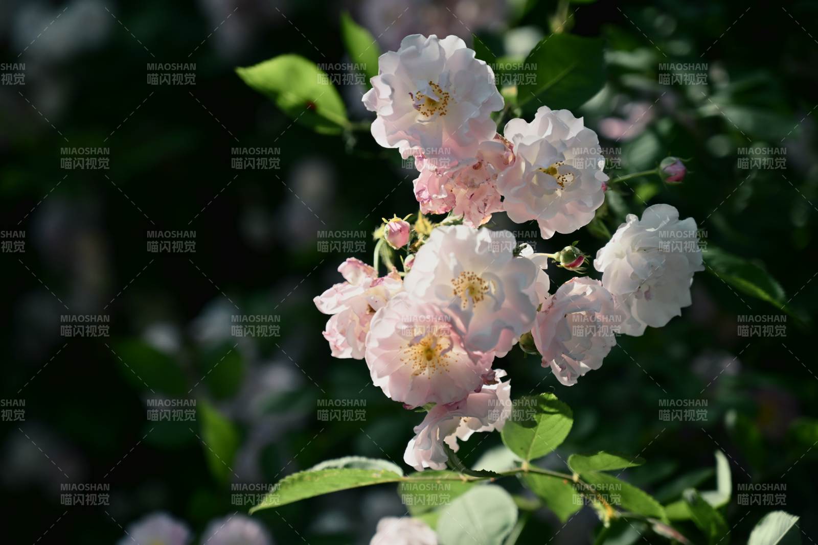 粉白蔷薇 绿叶映衬绽放图片