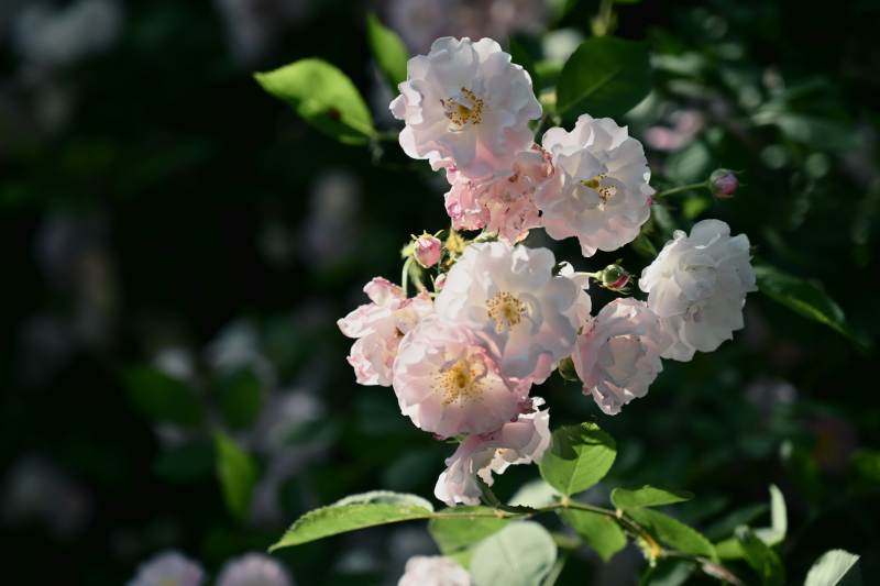 粉白蔷薇 绿叶映衬绽放图片