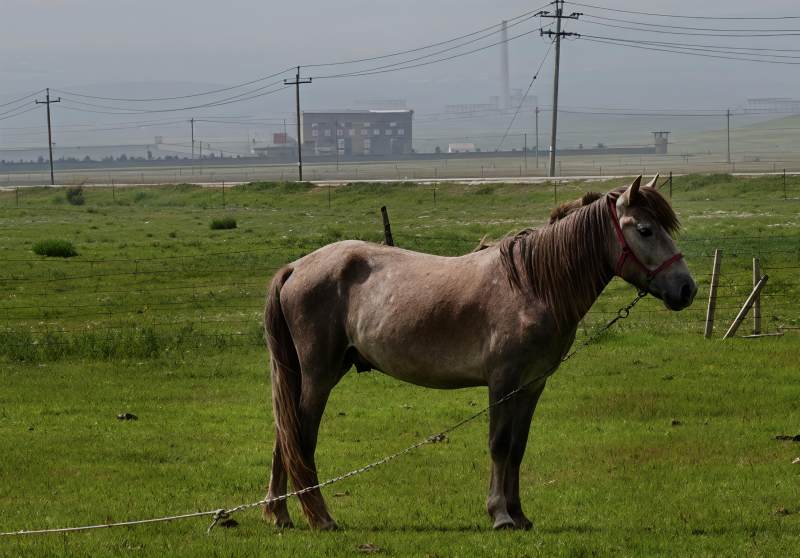 草原上的灰马静立图片
