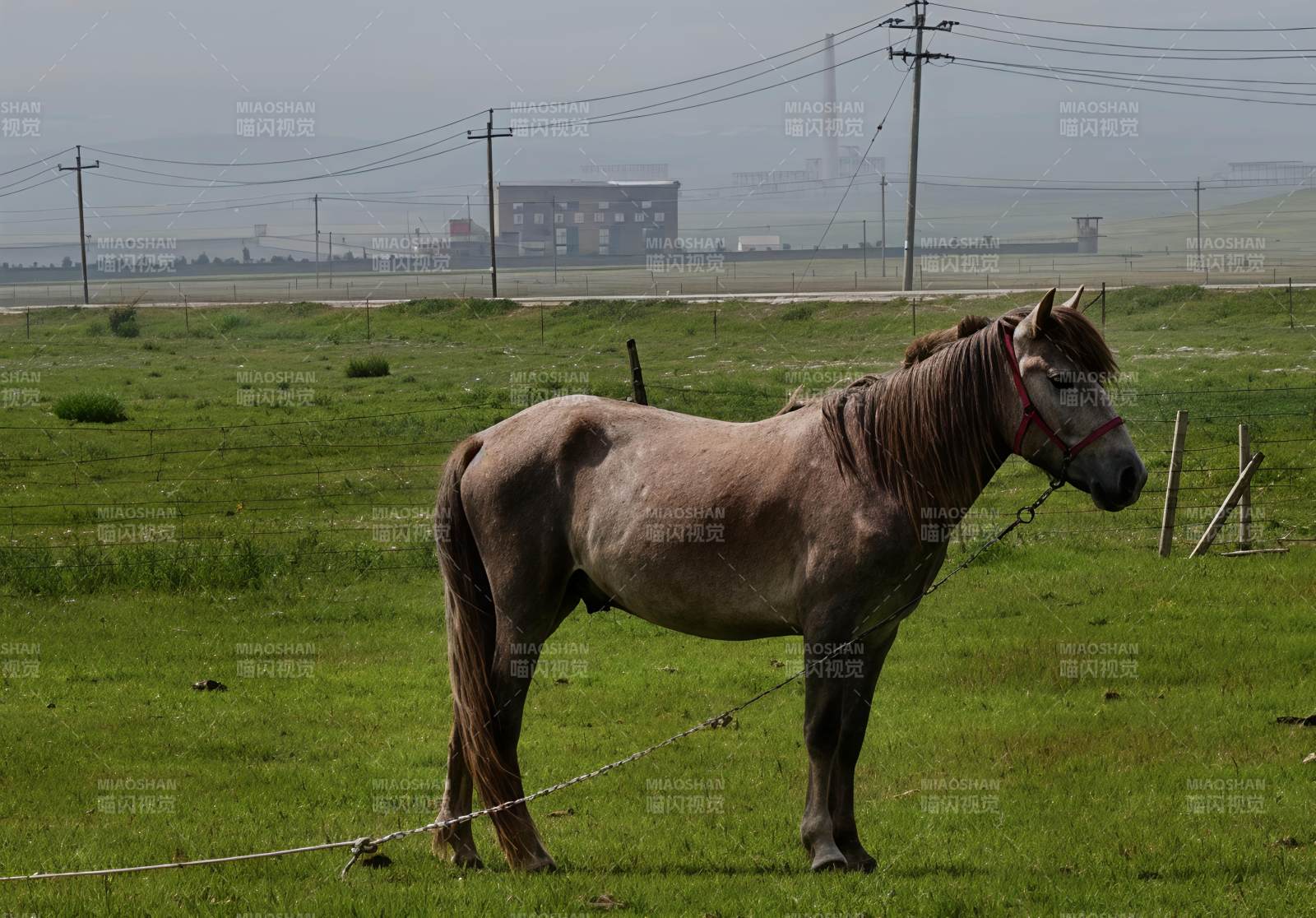 草原上的灰马静立图片