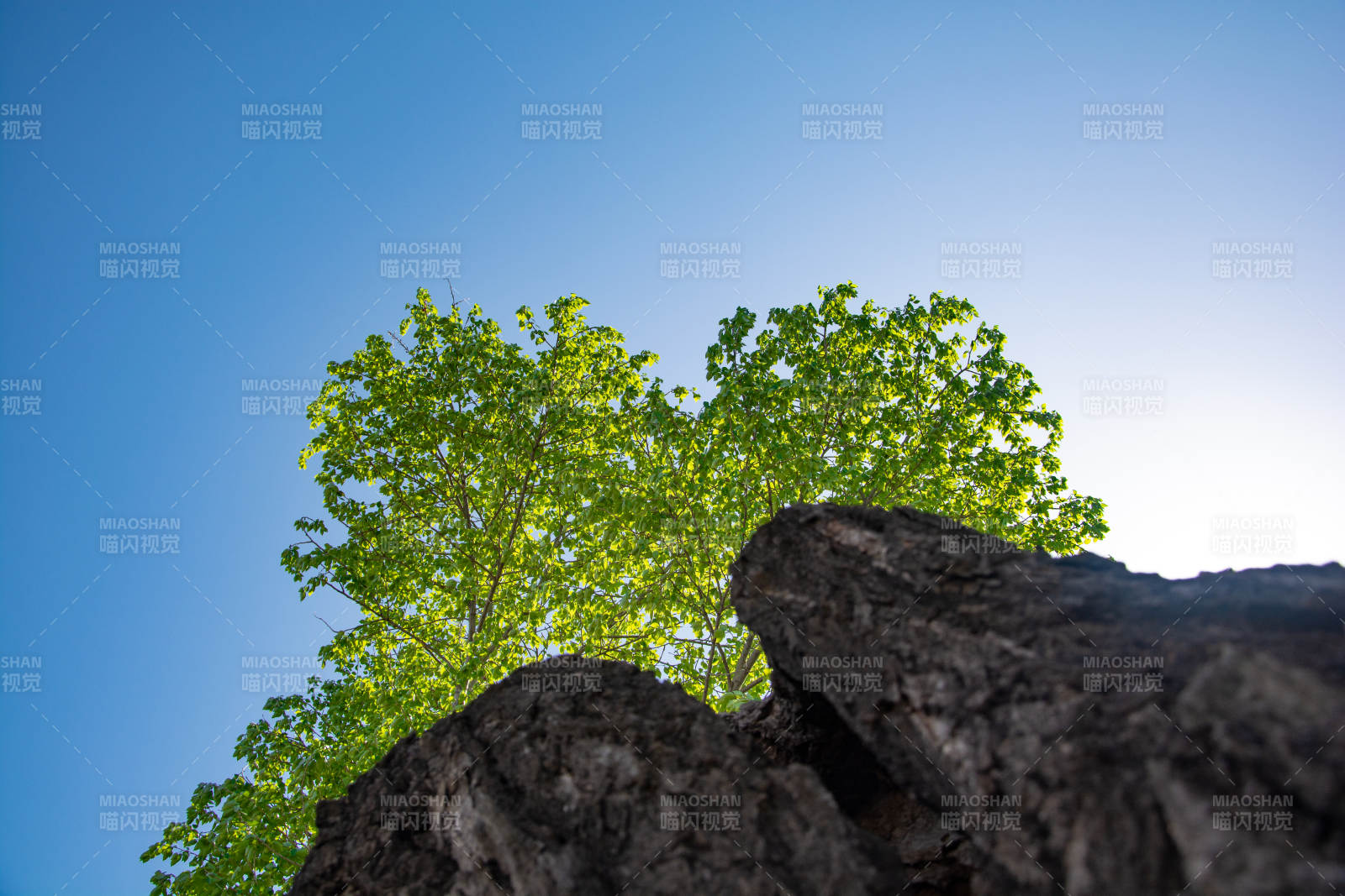 蓝天绿树映岩石图片