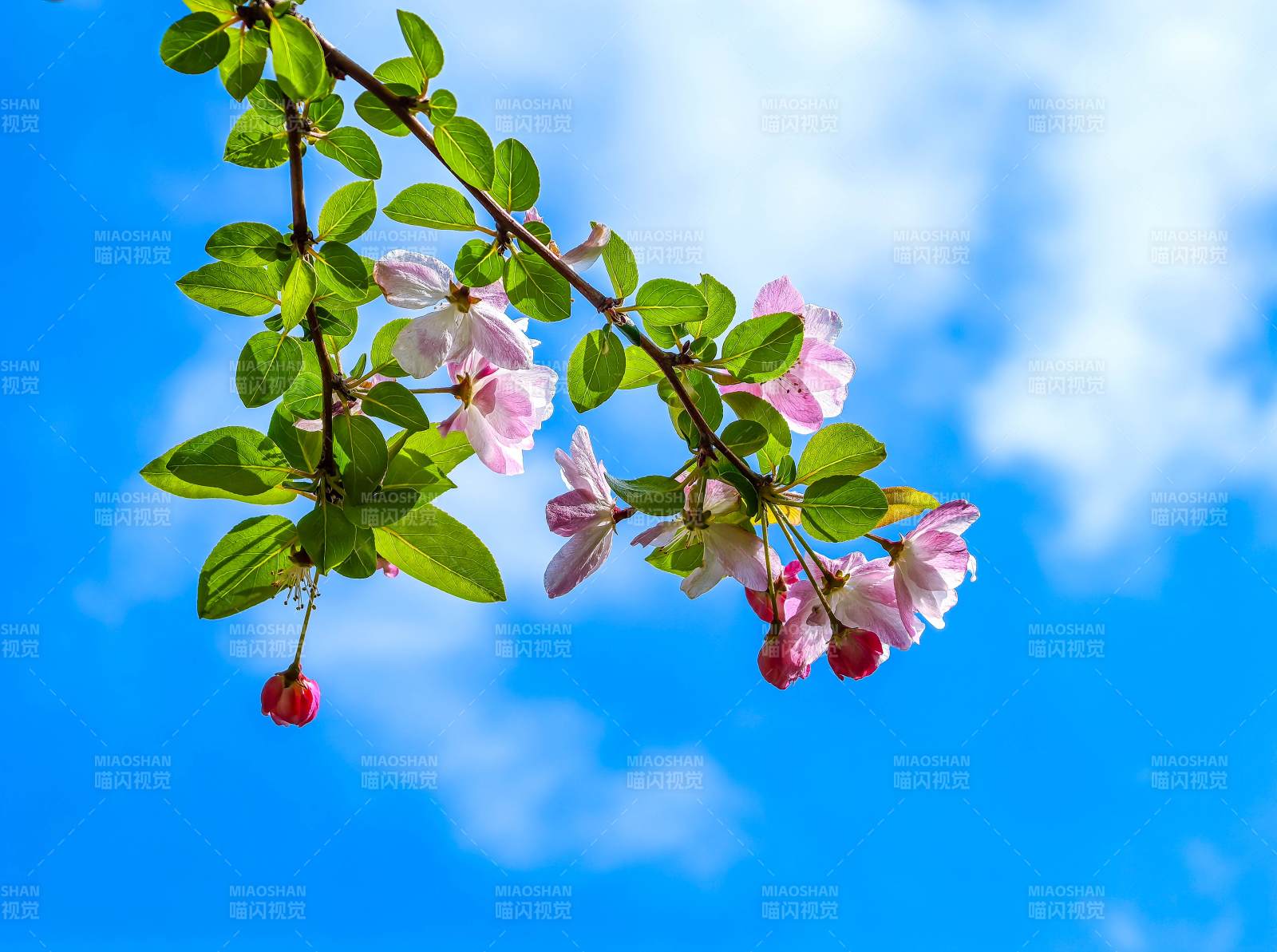 蓝天下的粉花绿叶枝图片
