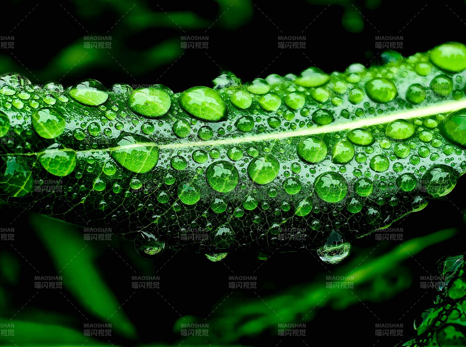 绿叶缀水珠 清新自然美图片