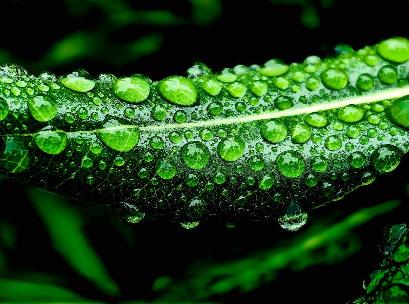 绿叶缀水珠 清新自然美图片