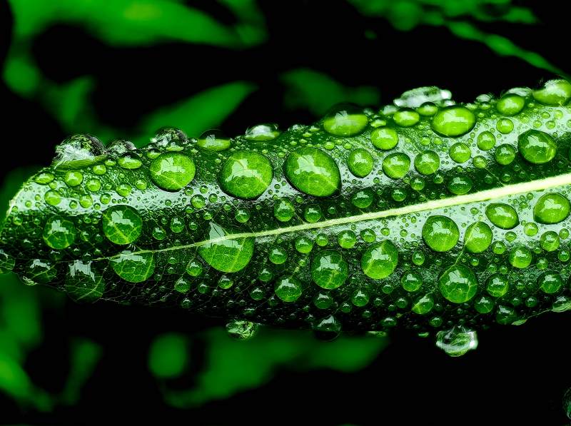 绿叶凝珠 清新欲滴图片