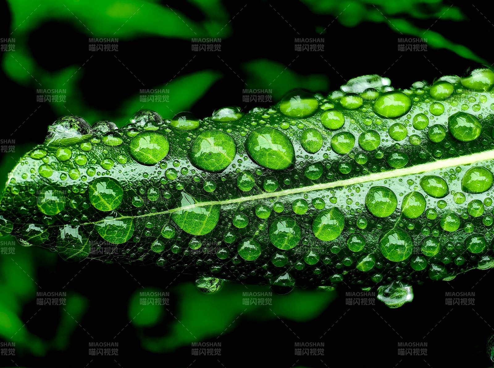 绿叶凝珠 清新欲滴图片