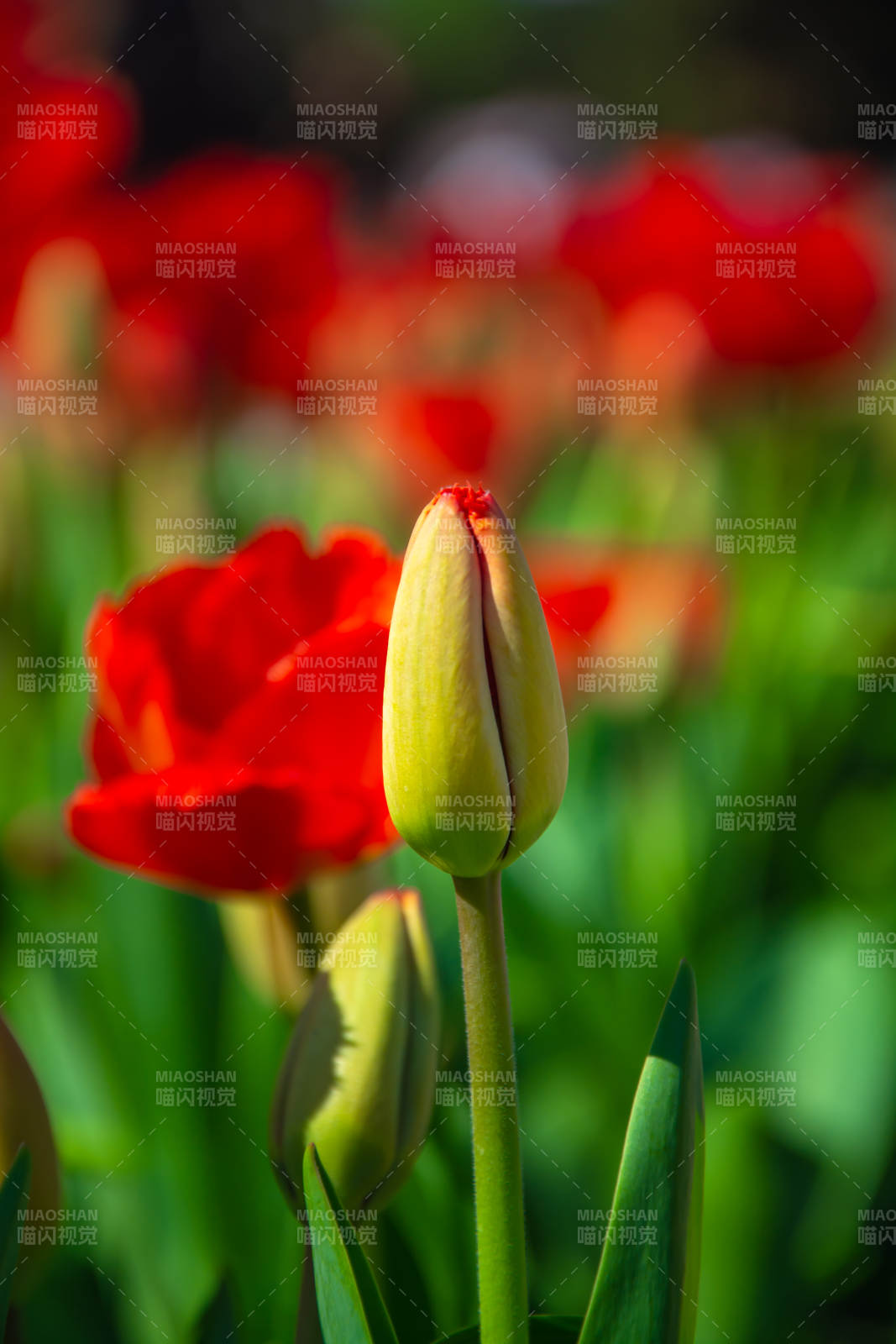 红 tulip 花海中待放苞图片