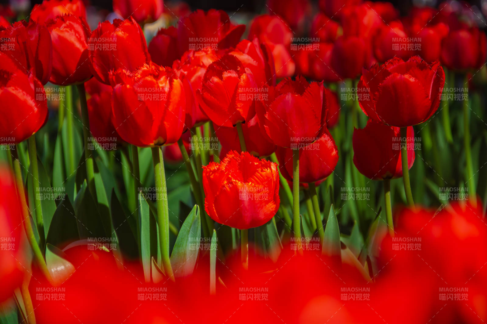 红郁金香花海绽放图片