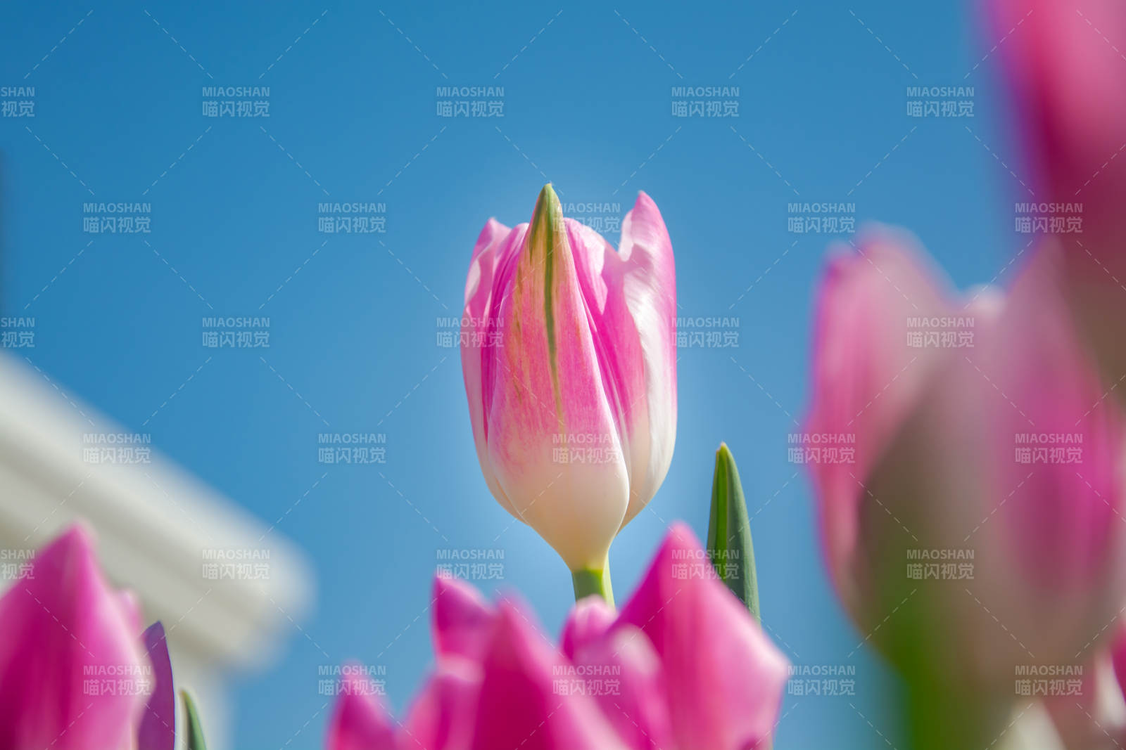 粉郁金香 蓝天绽放图片